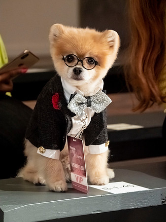@bentleythepom_la Revival Swim © Frank Rocco Revival Swim © Frank Rocco _9111036
